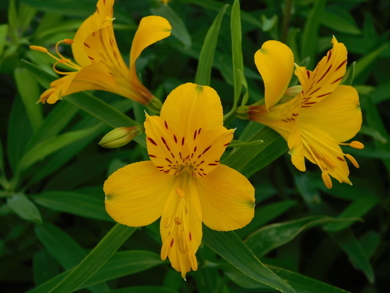 花の色で花言葉がちがいます ﾉwﾉ