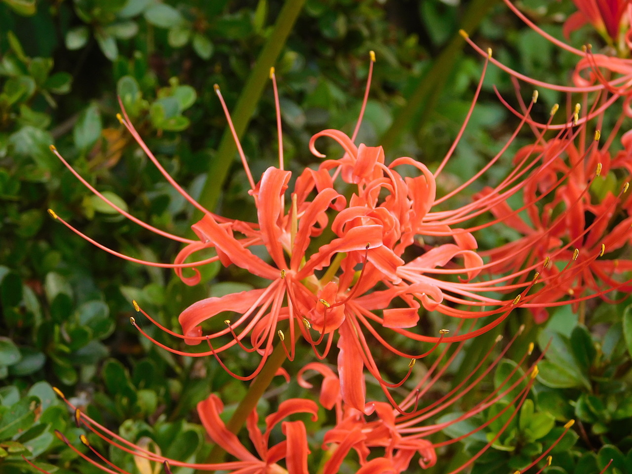 彼岸花をあぜ道に植えるのはモグラやネズミ対策です Fwf